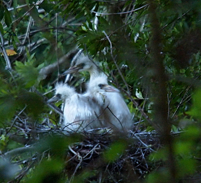 [Three all-white birds with fuzzy heads and bodies sit together in one nest. Two face to the left while the other faces to the right. Their bills are a light tan. Their eyes are dark. The trees in the foreground partially cover the view of the birds.]